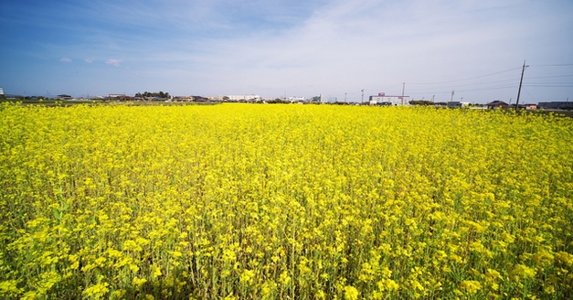 愛知県行政書士会 尾北支部　大口町　菜の花畑